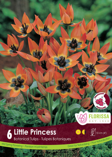 Little Princess Tulip