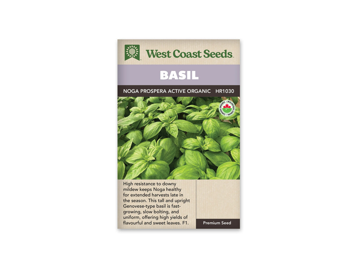 Sachet West Coast Seeds de Basilic ‘Noga Prospera Active’, présenté de face sur fond blanc. La photographie centrale présente un feuillage vert dense aux feuilles larges et souples. Les jeunes pousses sont plus claires; le sachet porte un symbole biologique près du coin supérieur droit de l’image. Un bandeau mauve indique BASIL, au-dessus du nom imprimé sur fond foncé. Le bas beige contient un texte descriptif en anglais.
