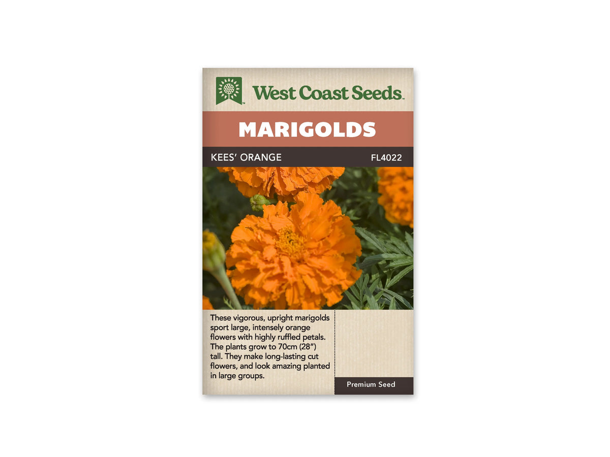 Sachet Kees’ Orange de West Coast Seeds sur fond blanc. La photo montre de grandes fleurs orange aux pétales très frisés, dont une au premier plan avec un cœur serré. Un petit bouton vert apparaît entre les fleurs. Des feuilles vertes découpées occupent la droite de l’image. Le bandeau orange indique Marigolds et la bande brune porte Kees’ Orange.