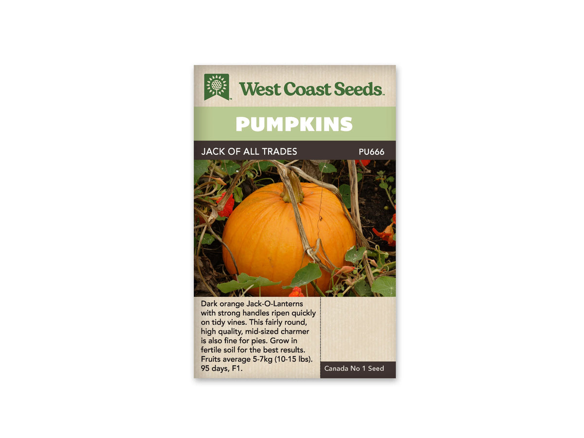 Sachet Jack of All Trades de West Coast Seeds avec une bande vert pâle et le nom sur fond sombre. Une grosse citrouille orange est visible au jardin, avec un pédoncule dressé et des côtes peu marquées. Des tiges sèches passent devant le fruit, entouré de feuilles vertes et de fleurs orange. Le bas du sachet est beige.