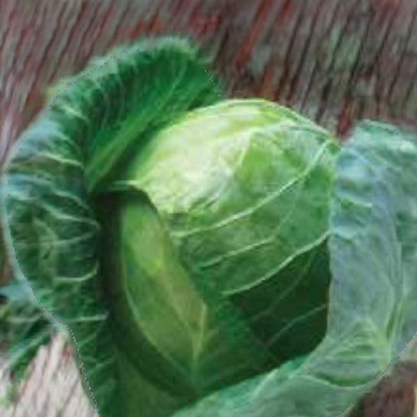 Gregorian Cabbage