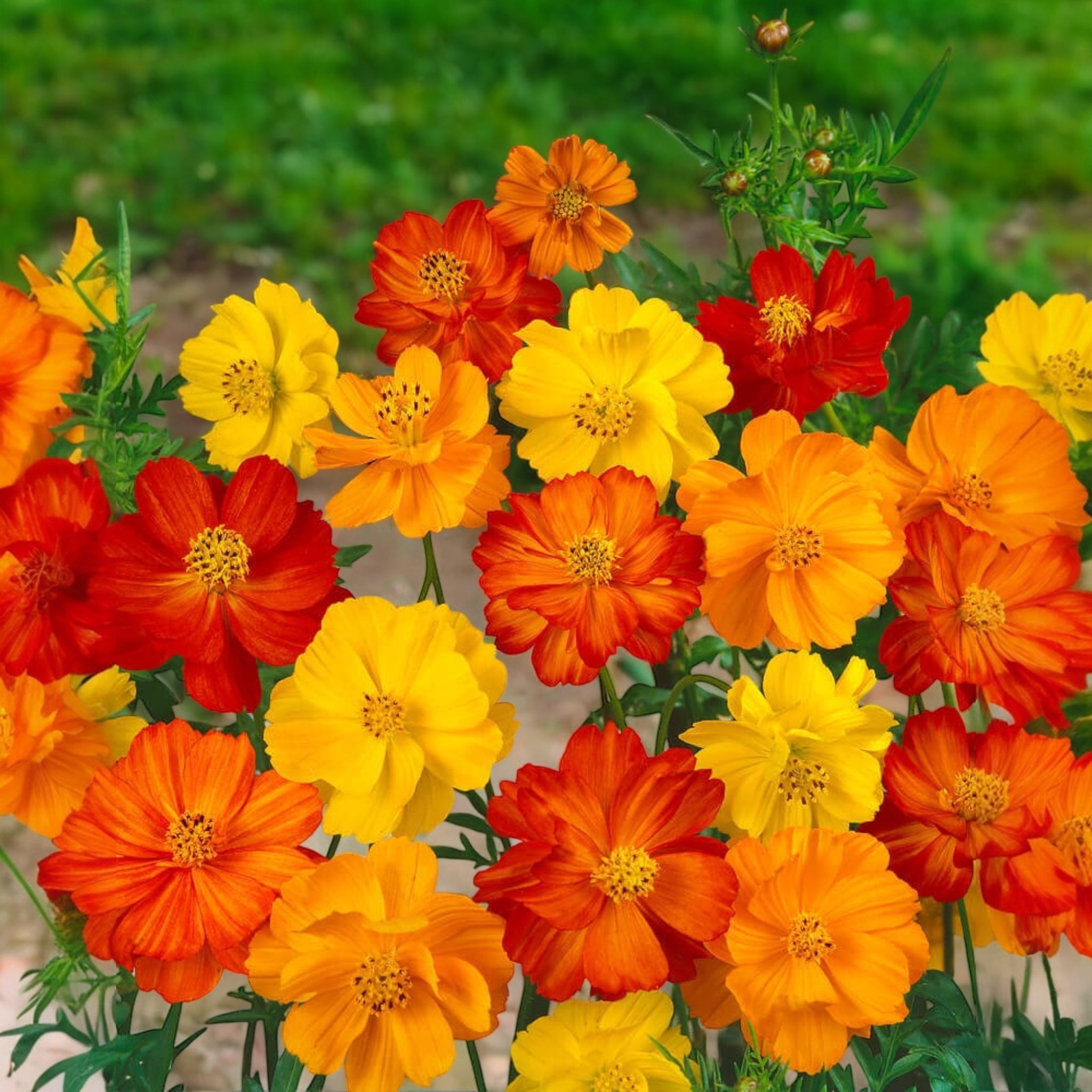 Cosmos 'Bright Lights' 