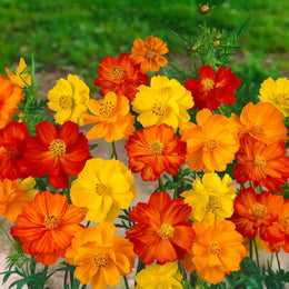 Cosmos 'Bright Light'