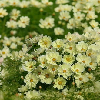 De nombreuses petites fleurs jaune crème se regroupent au-dessus d’un feuillage vert léger. Leurs pétales arrondis entourent des centres jaunes plus foncés et se rejoignent en corolles largement ouvertes. Le groupe central est net, tandis que d’autres fleurs deviennent floues vers le haut. De fines tiges se croisent entre les fleurs claires qui remplissent presque tout le cadre.