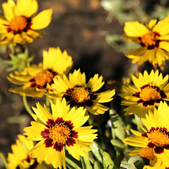 Des fleurs jaunes aux pétales pointus portent une petite marque rouge brun autour de centres orangés. Plusieurs corolles ouvertes se dressent sur des tiges vertes, avec une grande fleur au premier plan à gauche. Les feuilles allongées passent sous les fleurs. Le fond présente des zones brunes et d’autres formes végétales moins détaillées derrière le groupe.