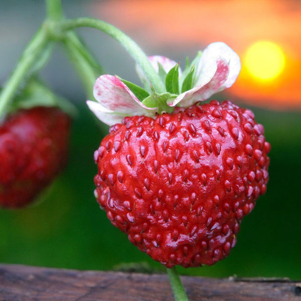 Fraise des Alpes 'Mignonette'