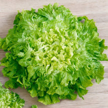 Endive Broad Leaved Batavian Escarole