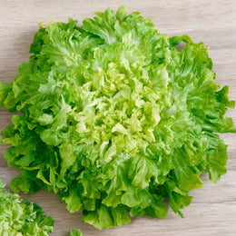 Endive Broad Leaved Batavian Escarole