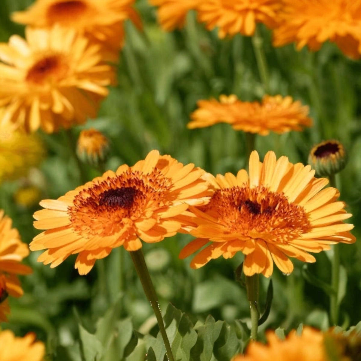 Photo de Calendula ‘Crown Orange’. La couleur caractéristique est : orange. Le visuel permet d’observer les contours, les teintes et la disposition des éléments présentés. Les détails de forme et les contrastes donnent un aperçu de l’apparence de cette plante ou de sa récolte. Cette photographie accompagne la variété nommée afin de l’identifier dans la sélection de semences.