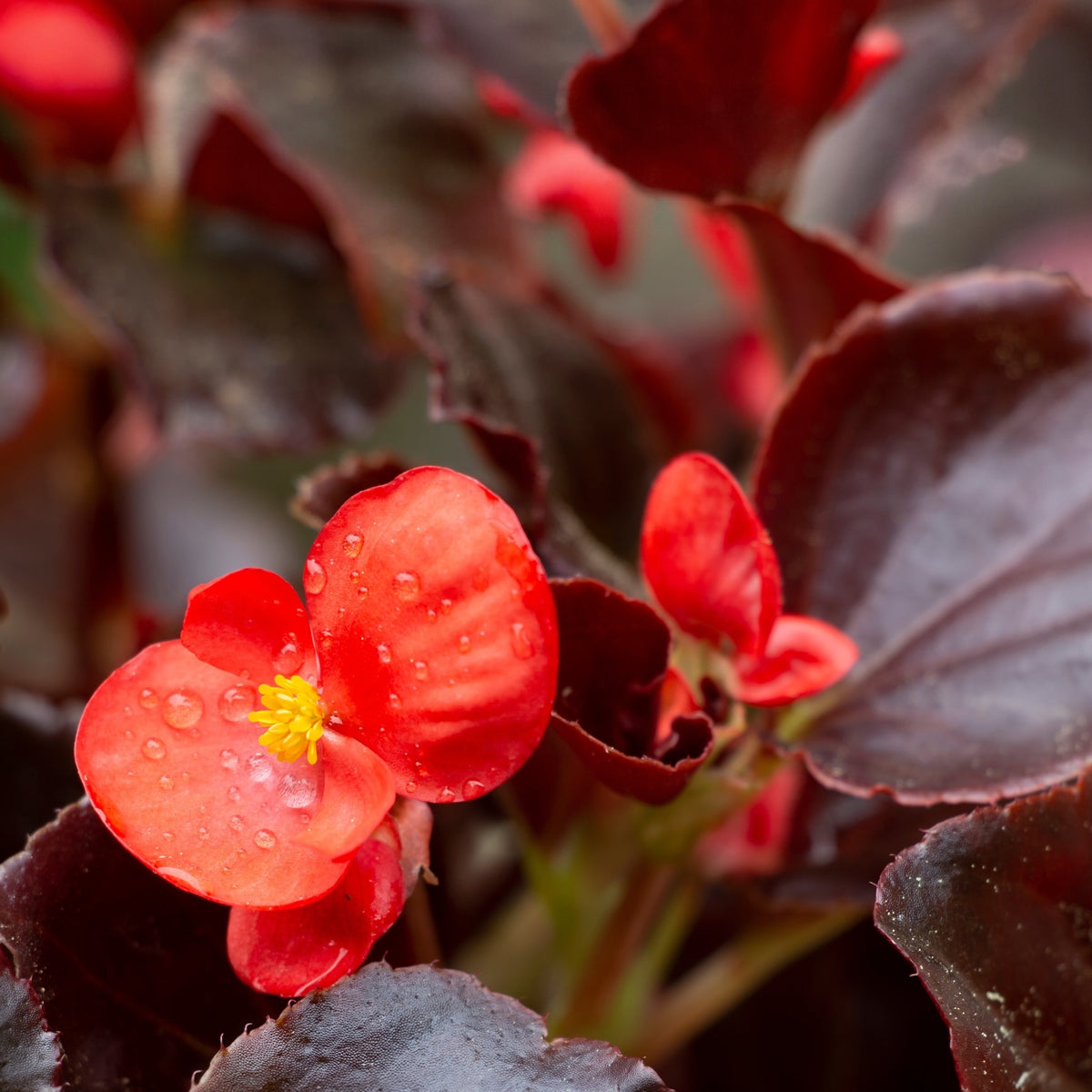 Photo de Bégonia ‘Viking® XL’ F1. Perron Le bégonia "Viking® XL Red on Chocolate F1" est une plante annuelle d'exception, appréciée pour ses grandes fleurs rouge écarlate qui se marient harmonieusement avec un feuillage chocolat foncé. La couleur caractéristique est : rouge. Le visuel permet d’observer les contours, les teintes et la disposition des éléments présentés.