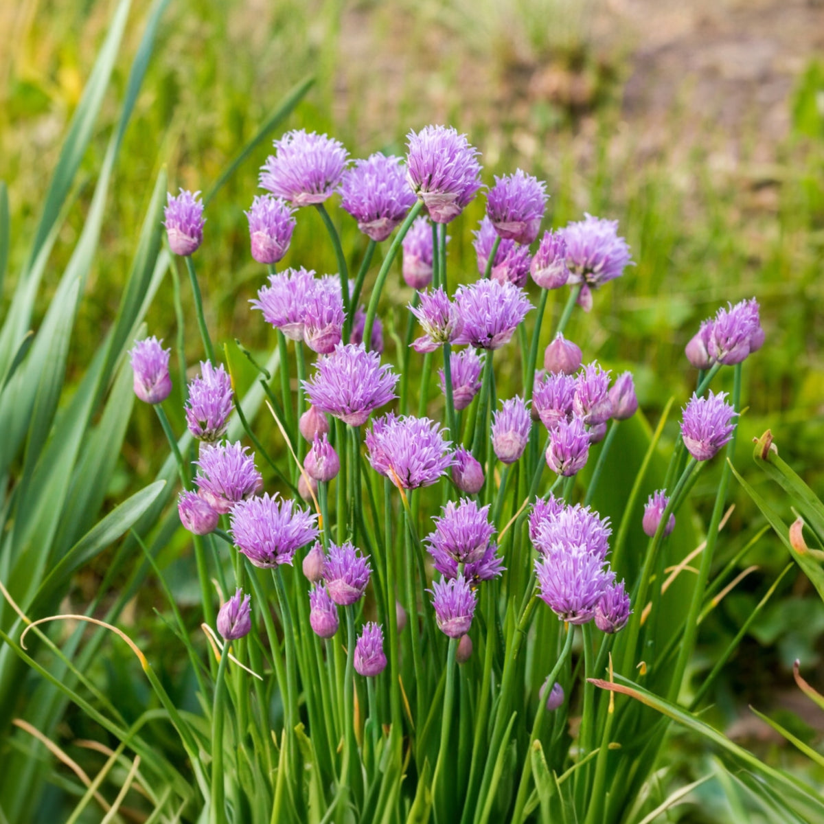 Photographie de Ciboulette améliorée (Allium schoenoprasum), sélection proposée en semences W. H. Perron. Le visuel présente l'apparence de la plante ou de sa récolte et permet d'en observer les formes et les couleurs. Cette vue illustre les caractéristiques visibles de la sélection, dans une présentation destinée à accompagner son identification et à montrer son intérêt au jardin.