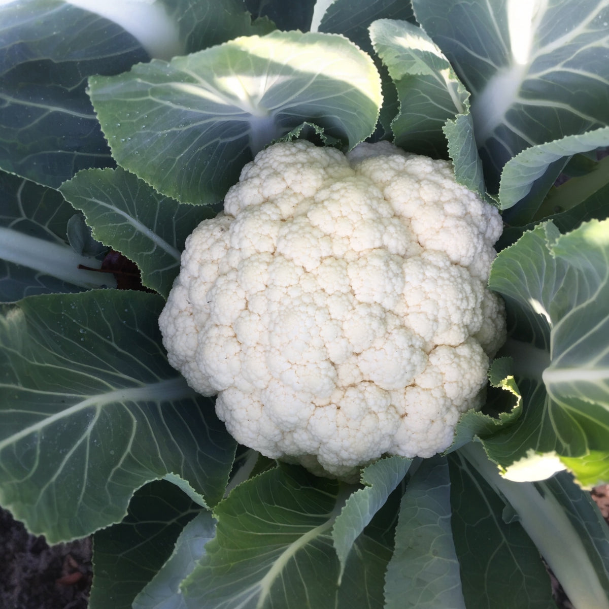 Photographie de Chou-fleur blanc (Brassica oleracea var. botrytis ‘Minuteman’), sélection proposée en semences W.H. Perron. Le visuel présente l’apparence de la plante ou de sa récolte et permet d’en observer les formes et les couleurs. Cette vue illustre les caractéristiques visibles de la sélection, dans une présentation destinée à accompagner son identification et à montrer son intérêt au jardin.