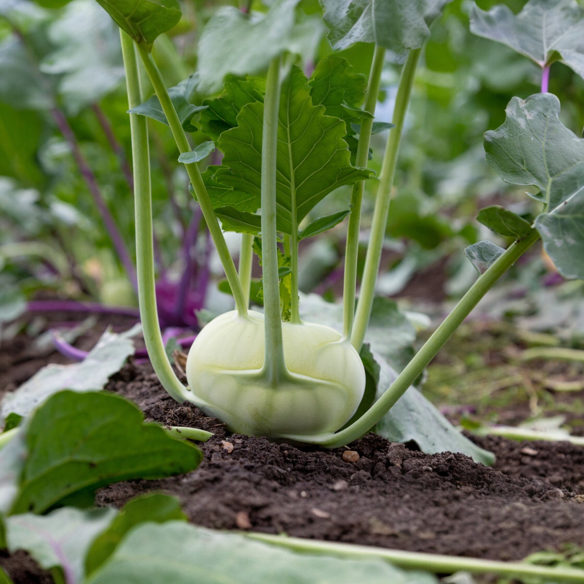 Photographie de Chou-rave (Brassica oleracea var. gongylodes ‘Quickstar’), sélection proposée en semences W.H. Perron. Le visuel présente l’apparence de la plante ou de sa récolte et permet d’en observer les formes et les couleurs. Cette vue illustre les caractéristiques visibles de la sélection, dans une présentation destinée à accompagner son identification et à montrer son intérêt au jardin.