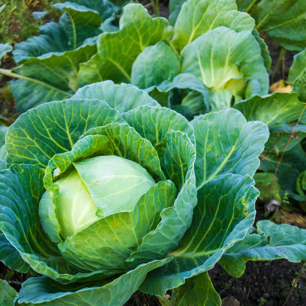 Photographie de Chou d'été (Brassica oleracea var. capitata ‘Bronco’), sélection proposée en semences W.H. Perron. Le visuel présente l’apparence de la plante ou de sa récolte et permet d’en observer les formes et les couleurs. Cette vue illustre les caractéristiques visibles de la sélection, dans une présentation destinée à accompagner son identification et à montrer son intérêt au jardin.