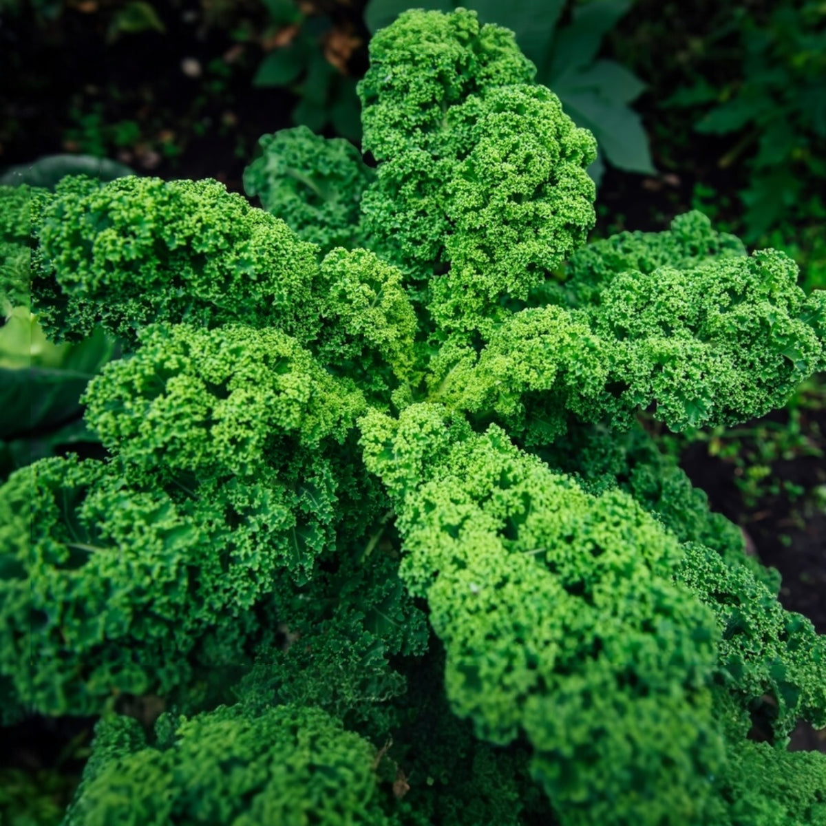 Photographie de Chou frisé (Brassica oleracea var. sabellica 'Rogue'), sélection proposée en semences W. H. Perron. Le visuel présente l'apparence de la plante ou de sa récolte et permet d'en observer les formes et les couleurs. Cette vue illustre les caractéristiques visibles de la sélection, dans une présentation destinée à accompagner son identification et à montrer son intérêt au jardin.