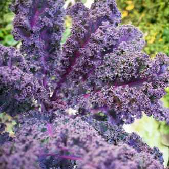 Photographie de Chou frisé (Brassica oleracea var. sabellica 'Scarlet'), sélection proposée en semences W. H. Perron. Le visuel présente l'apparence de la plante ou de sa récolte et permet d'en observer les formes et les couleurs. Cette vue illustre les caractéristiques visibles de la sélection, dans une présentation destinée à accompagner son identification et à montrer son intérêt au jardin.