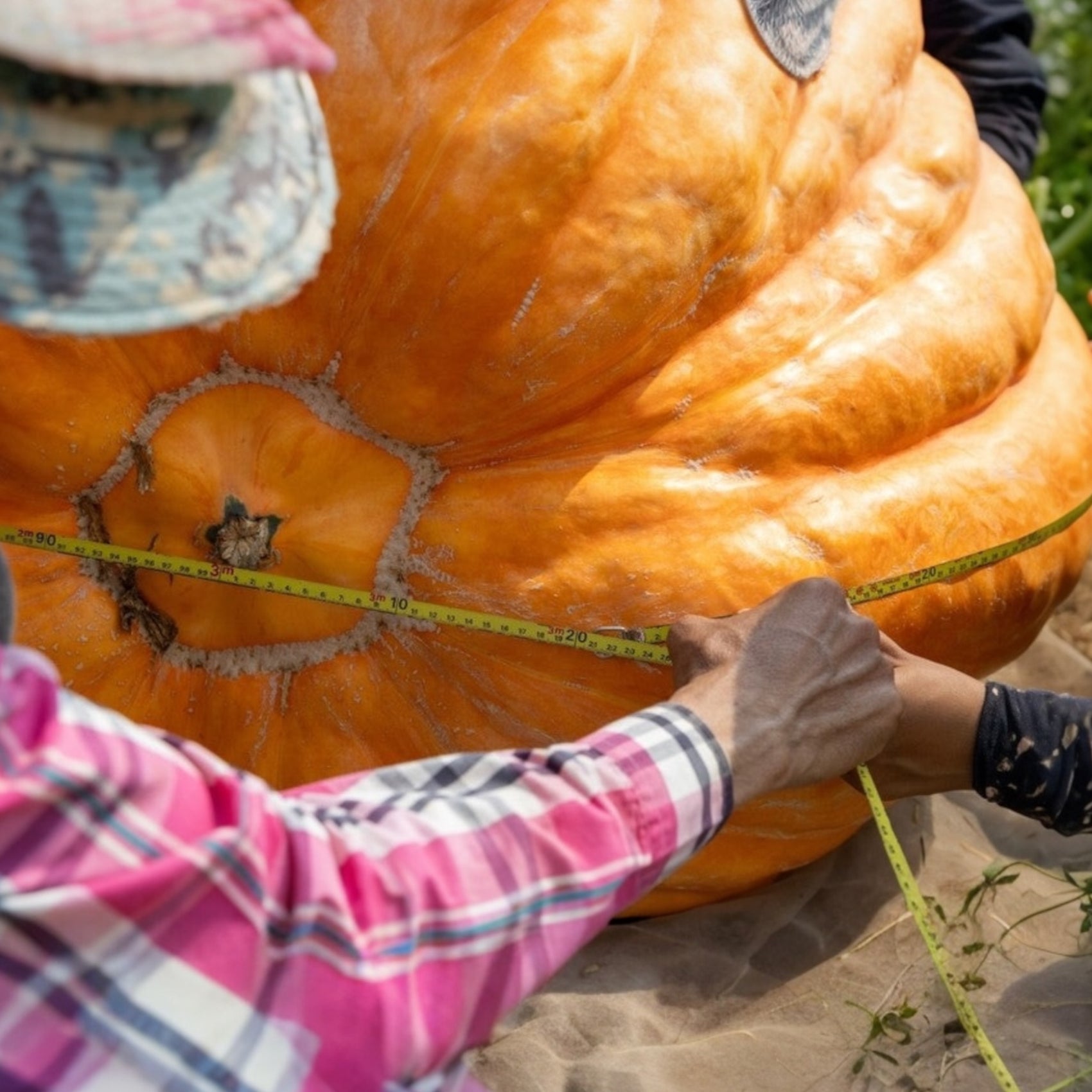 Photo de Citrouille ‘Atlantic Giant’. Prévoyez une surface suffisante au potager pour que le feuillage puisse s’étendre sans étouffer les cultures voisines. Dirigez les tiges vers une zone libre et gardez les fruits accessibles La couleur caractéristique est : orangé. Les fruits présentent cette forme : variée. Le visuel permet d’observer les contours, les teintes et la disposition des éléments présentés.