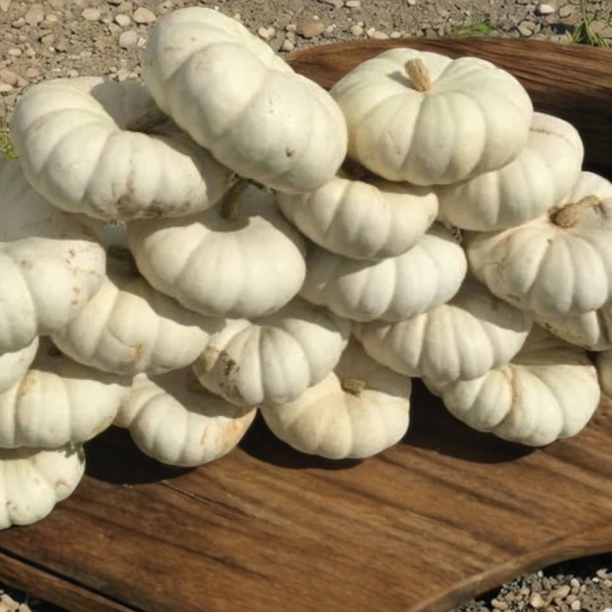 Photo de Citrouille blanche ‘Moon Stacker’ F1. La couleur caractéristique est : blanche. Les fruits présentent cette forme : plat. Le visuel permet d’observer les contours, les teintes et la disposition des éléments présentés. Les détails de forme et les contrastes donnent un aperçu de l’apparence de cette plante ou de sa récolte.