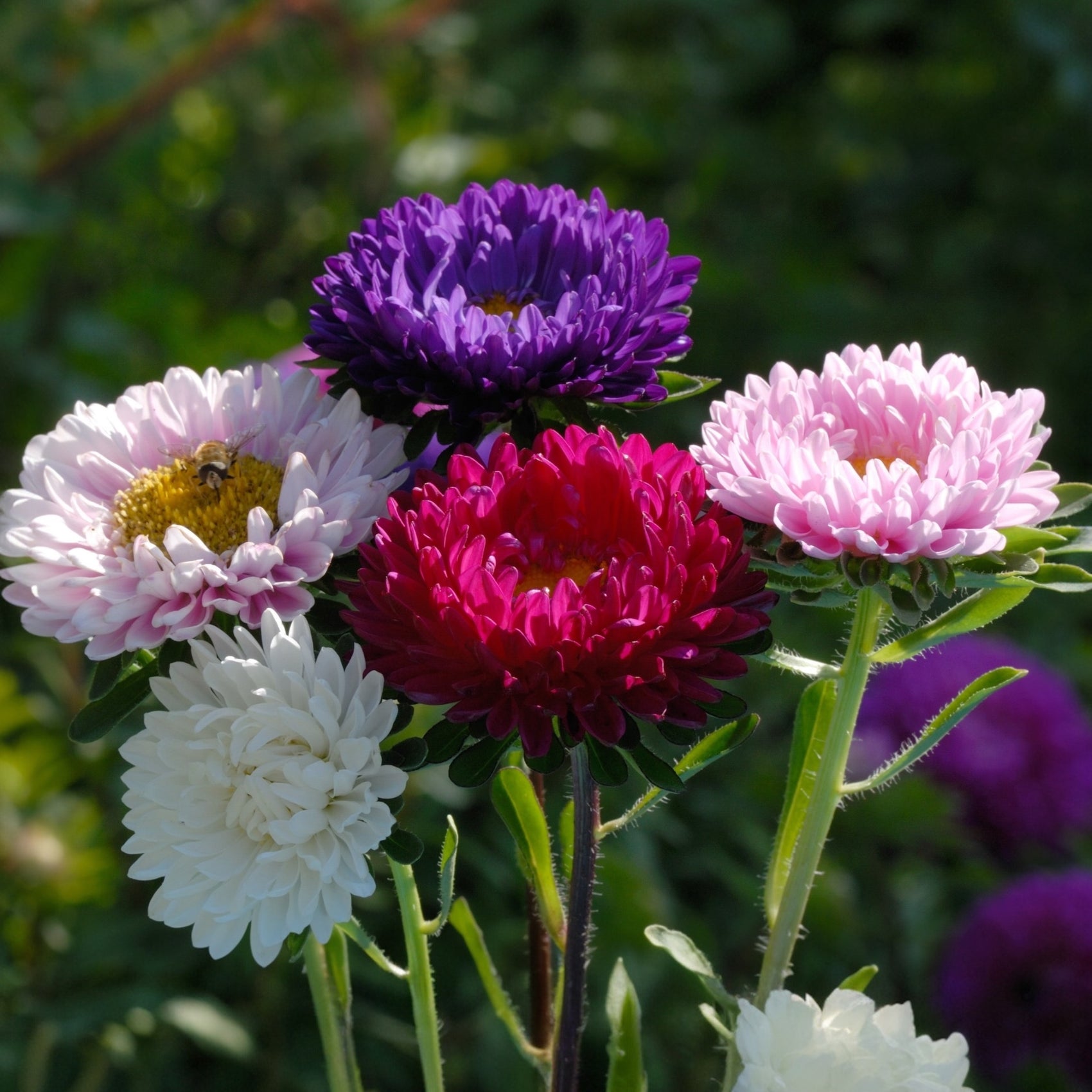 Double Click Mix cosmos (<em>Cosmos bipinnatus</em>)