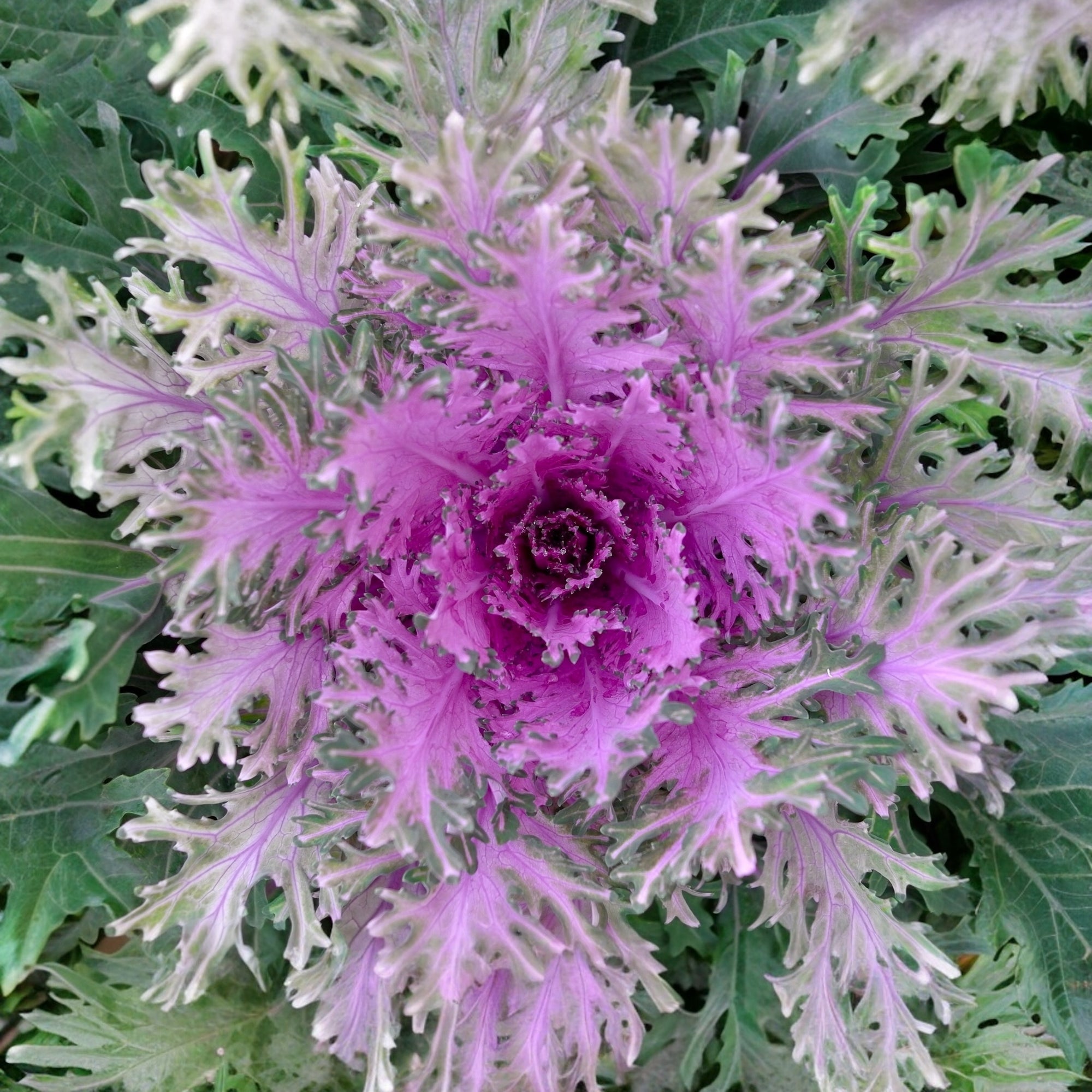 Photo de Chou décoratif ‘Crane Feather Mélange F1’. Son port est érigé sur longues tiges. La couleur caractéristique est : couleurs variées. Le visuel permet d’observer les contours, les teintes et la disposition des éléments présentés. Les détails de forme et les contrastes donnent un aperçu de l’apparence de cette plante ou de sa récolte.
