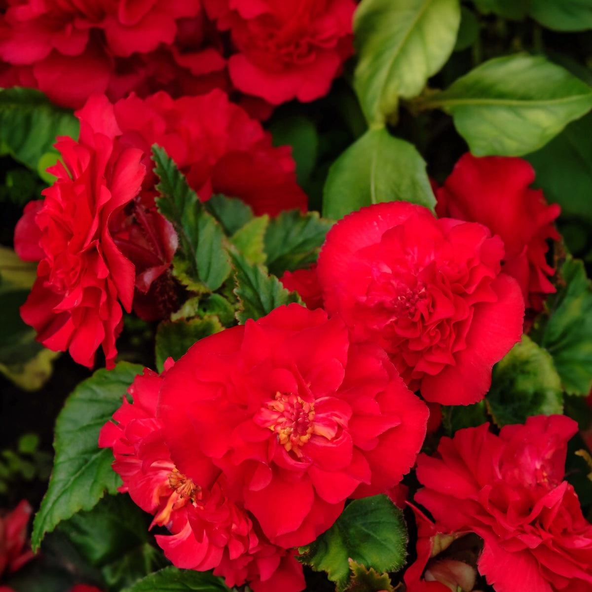 Photo de Bégonia ‘Fiona™’ F1. Perron Le bégonia "Fiona™ Red F1" est une plante annuelle exceptionnelle, appréciée pour ses fleurs semi-doubles rouge éclatant et sa floraison continue de l’été jusqu’aux premières gelées. La couleur caractéristique est : rouge. Le visuel permet d’observer les contours, les teintes et la disposition des éléments présentés.