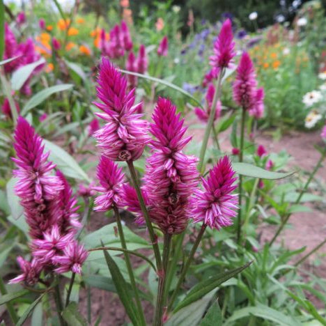 Ruby Parfait Celosia (<em>Celosia argentea var. spicata</em>)