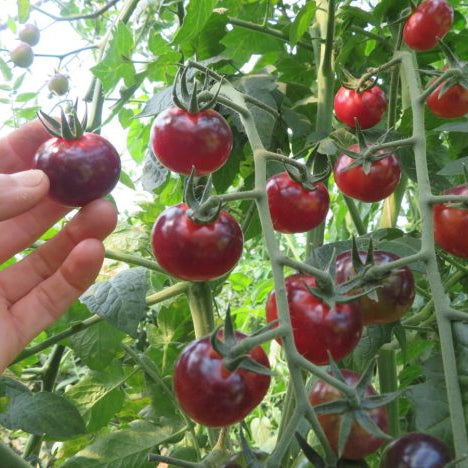 Tomate ‘Glossy Rose Blue’ (<em>Solanum lycopersicum</em>)