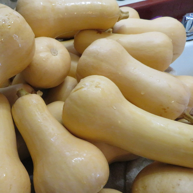 Courge ‘Butternut’ (Cucurbita moshata)