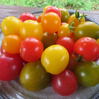 Mélange de tomates cerises micro-naines