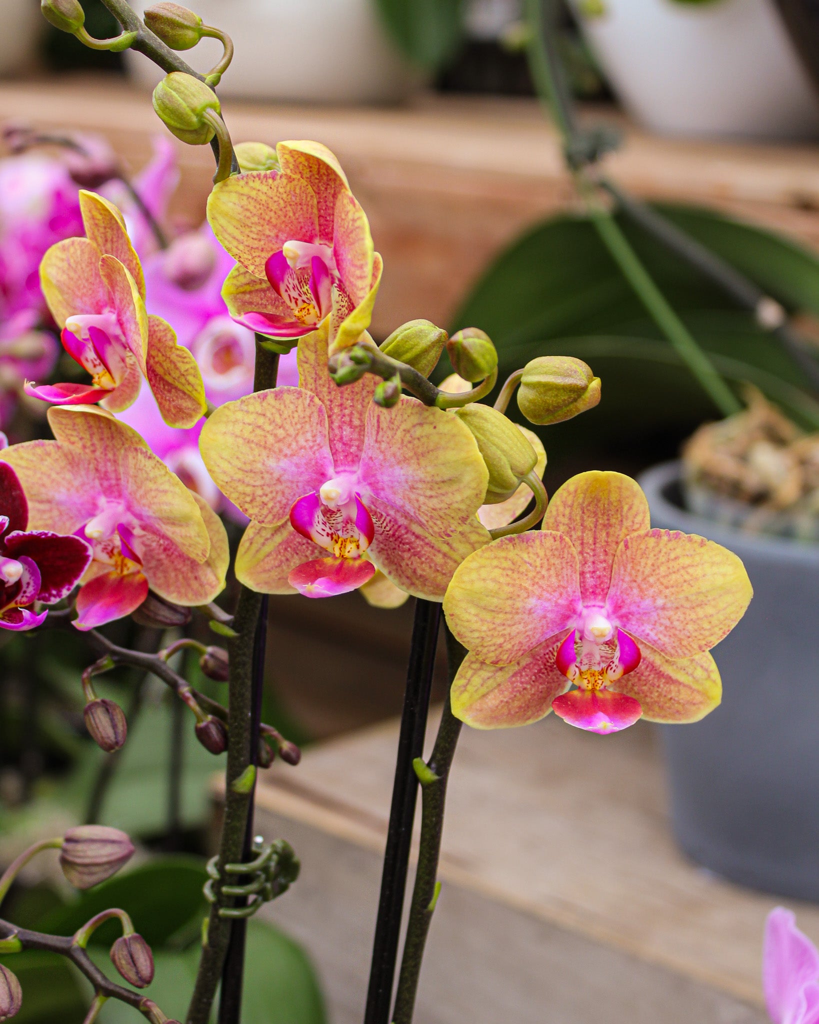 *Phalaenopsis* spp.