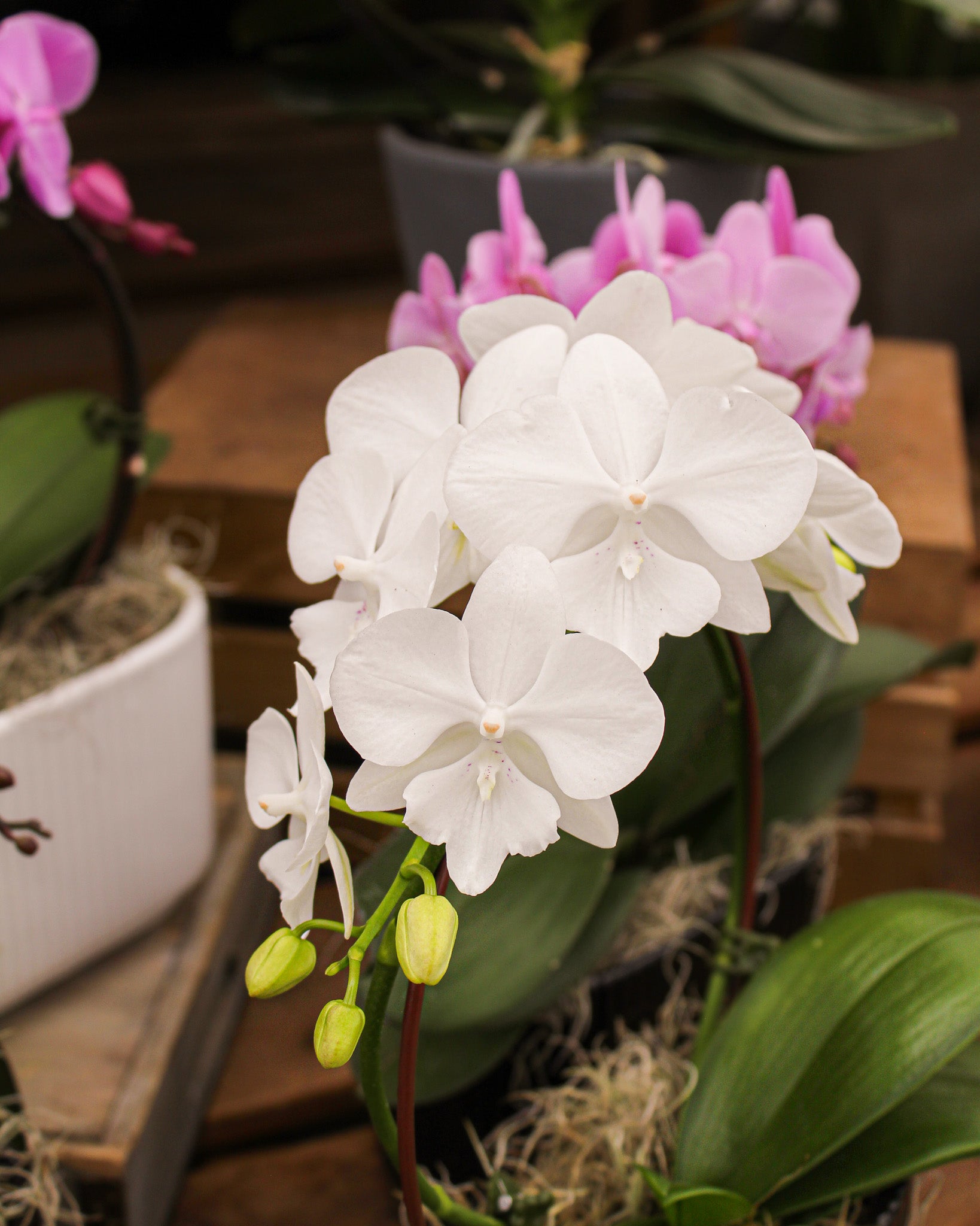 *Phalaenopsis* spp.