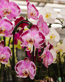 *Phalaenopsis* spp.