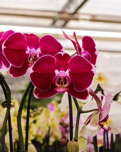 *Phalaenopsis* spp.