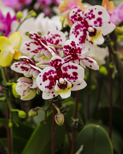 *Phalaenopsis* spp.