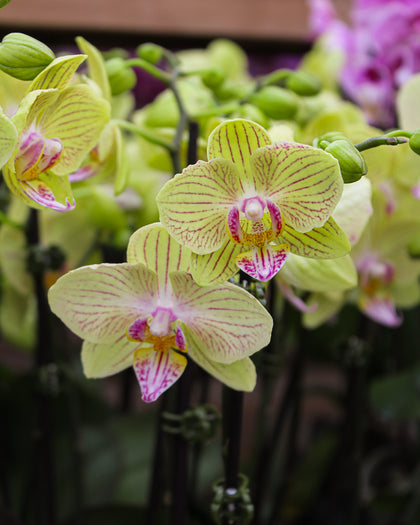 *Phalaenopsis* spp.