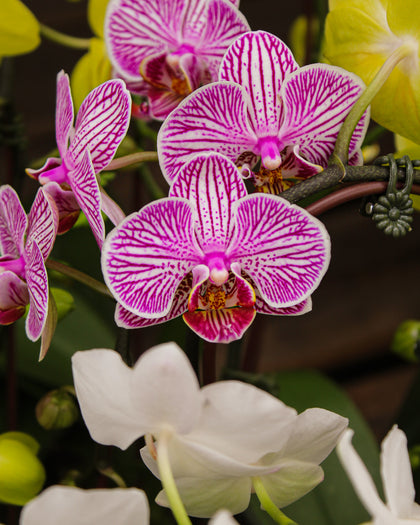 *Phalaenopsis* spp.