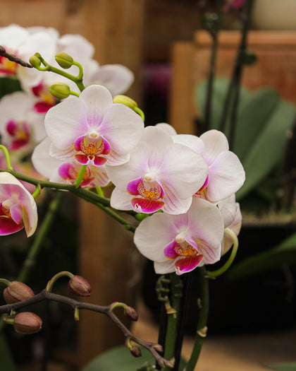*Phalaenopsis* spp.