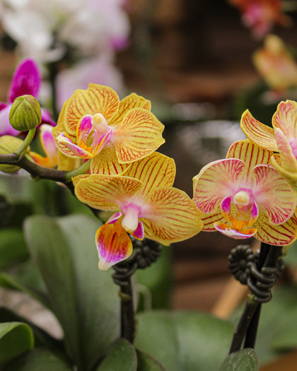 *Phalaenopsis* spp.