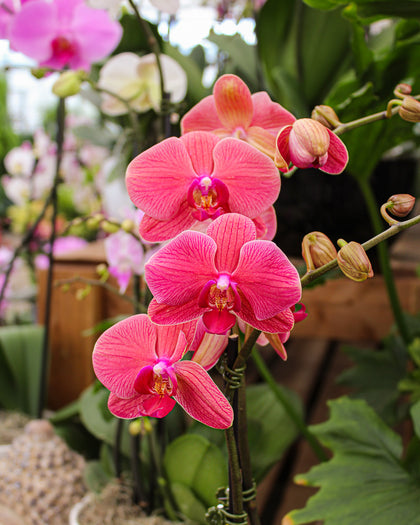 *Phalaenopsis* spp.