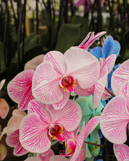 *Phalaenopsis* spp.