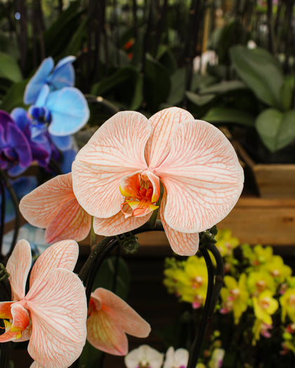*Phalaenopsis* spp.