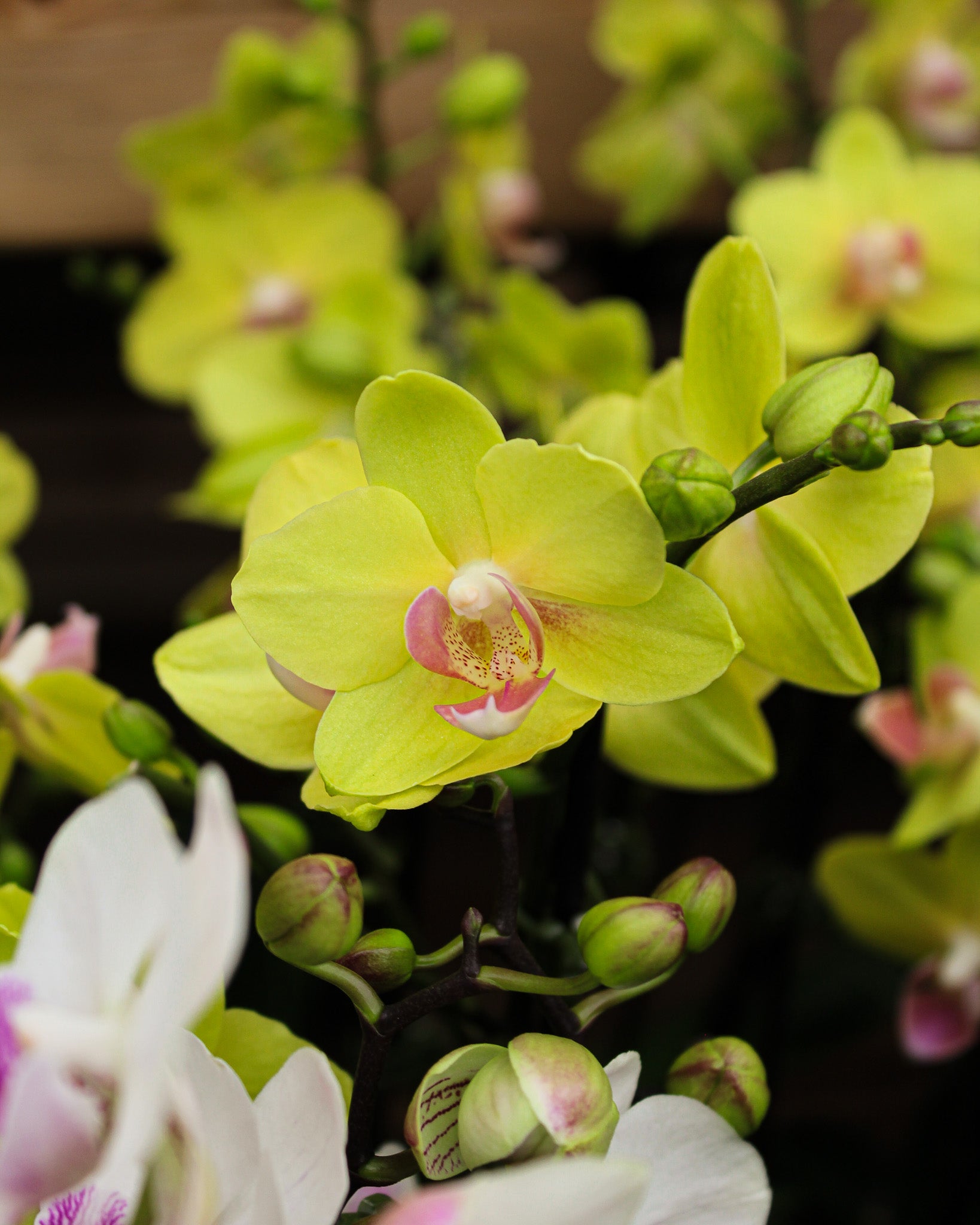 *Phalaenopsis* spp.