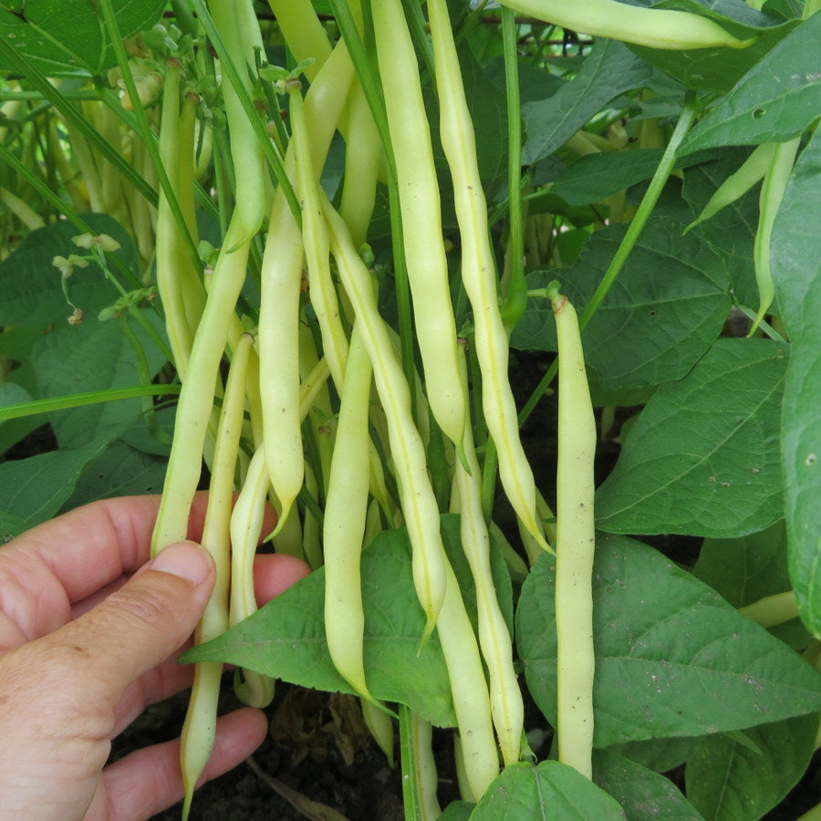 Haricot nain ‘Orinoco’ (Phaseolus vulgaris)