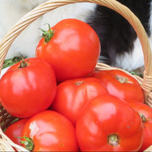 Tomate ‘Fantastique OP’ (<em>Solanum lycopersicum</em>)