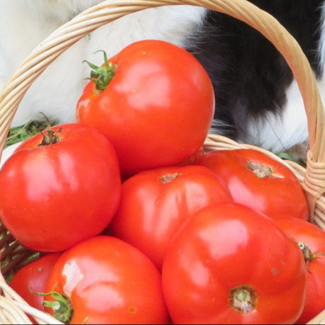 Tomate ‘Fantastique OP’ (<em>Solanum lycopersicum</em>)