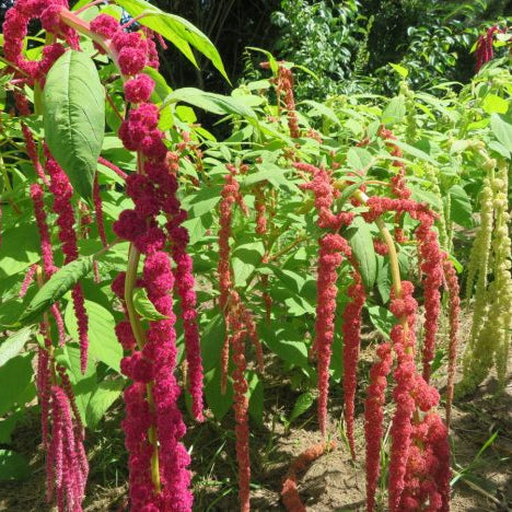 Foxtail amaranth mix (Amaranthus caudatus)