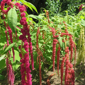 Love-lies-bleeding 'Queue de renard' mix