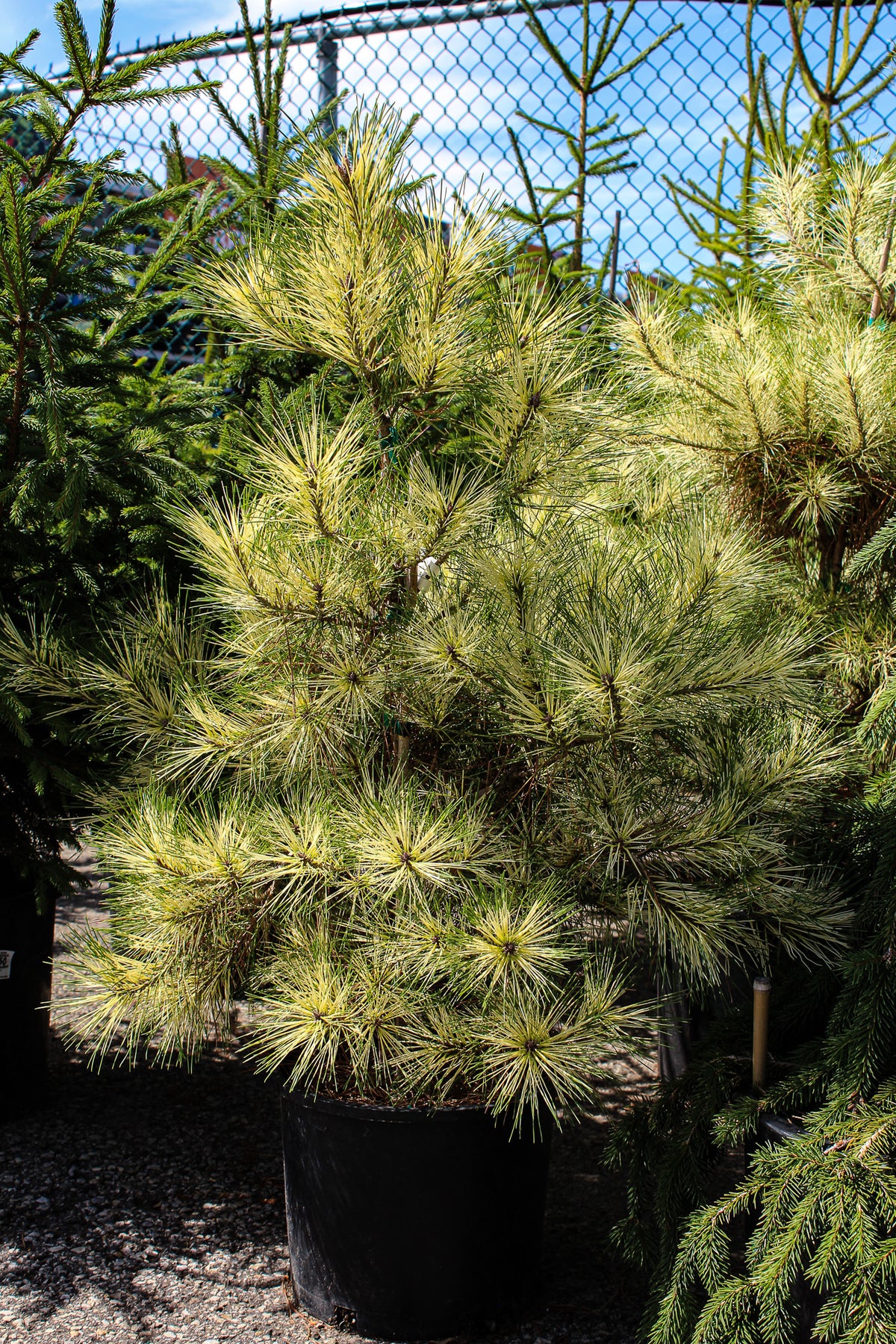 Pinus densiflora 'Golden Ghost'