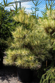 Pinus densiflora 'Golden Ghost'