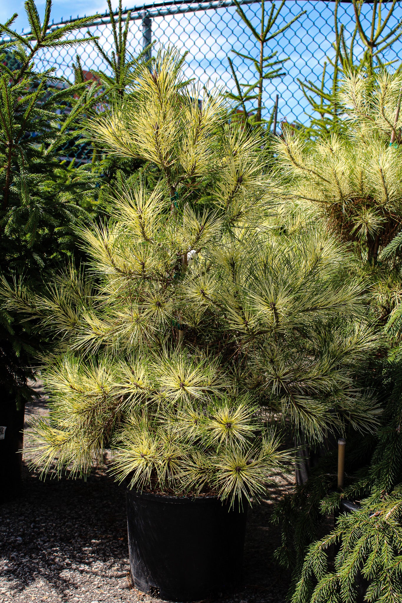 Pinus densiflora 'Golden Ghost'